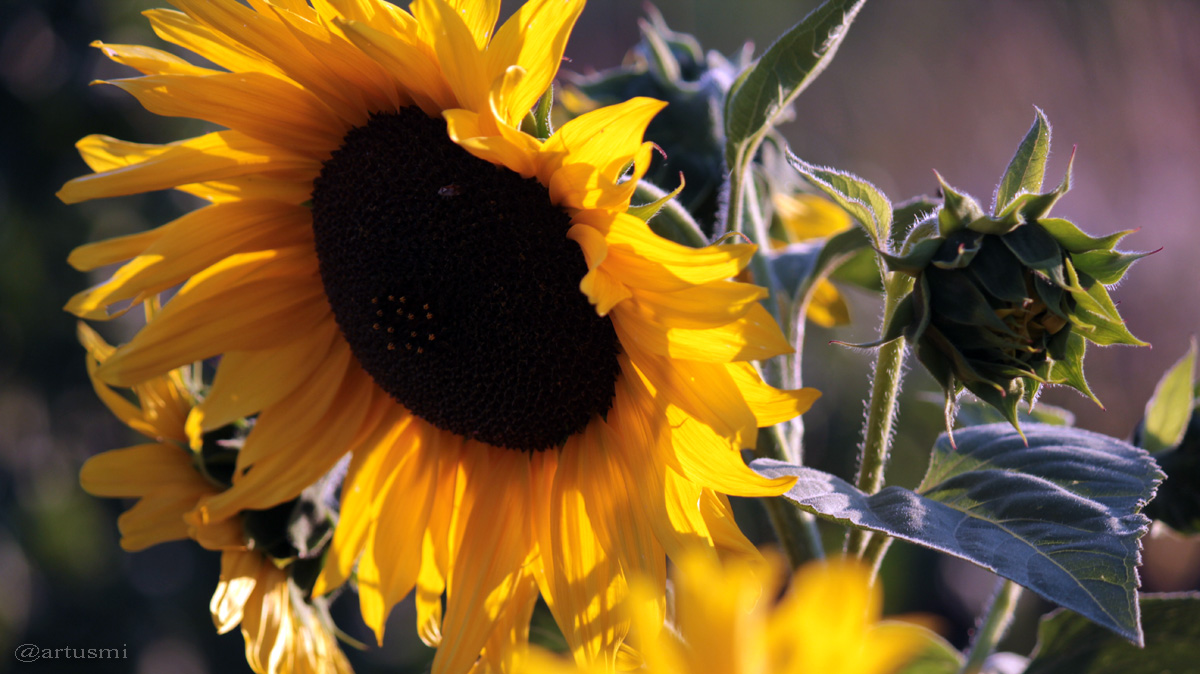 Heliotropismus am Beispiel der Sonnenblume - 16.09.2012, 18:42 Uhr