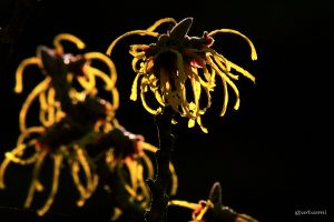 Blüten der Chinesischen Zaubernuss (Hamamelis mollis) - 12. Januar 2014