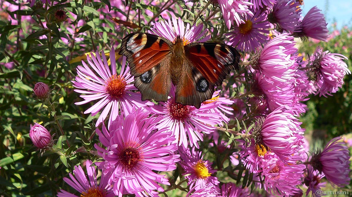 Fotos heimischer Schmetterlinge in Würzburger Umweltstation