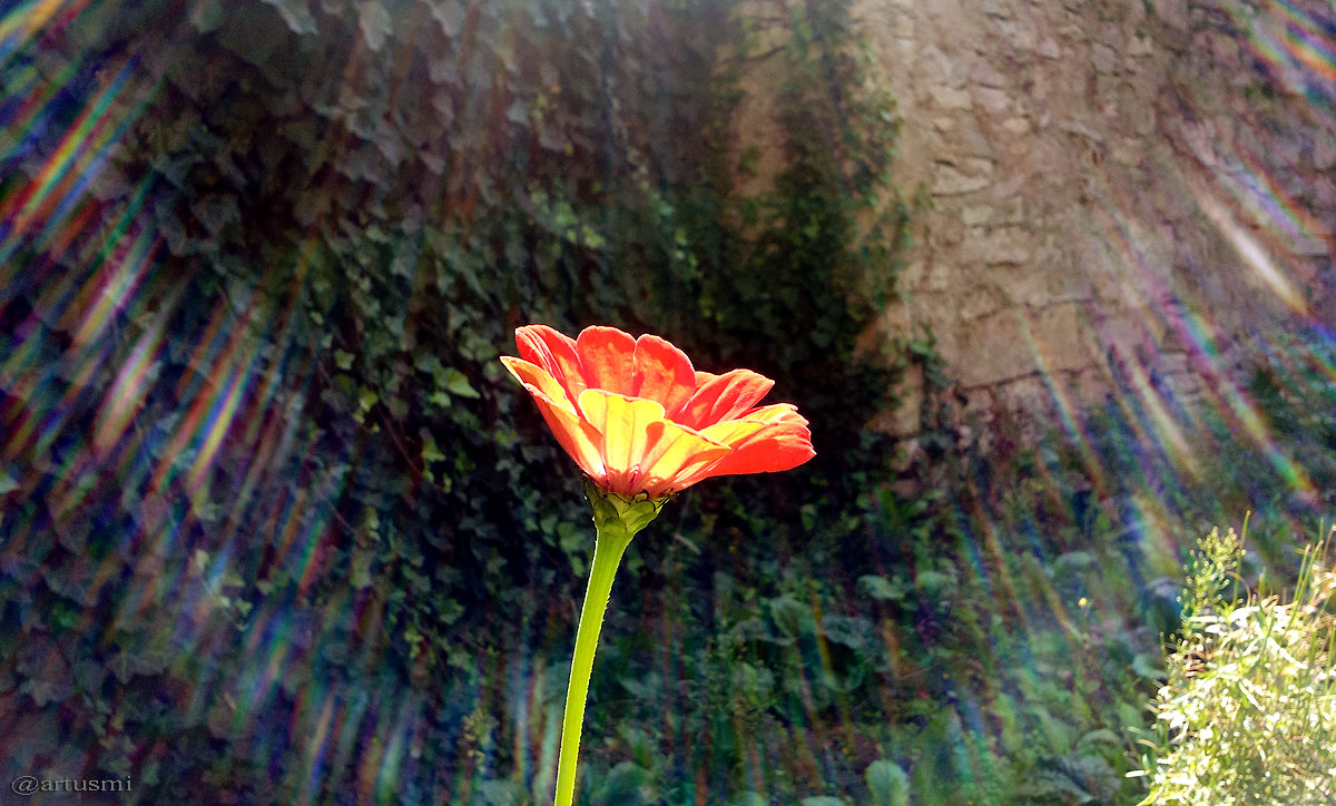 Blume gegen Sonnenlicht fotografiert - 21. September 2015 um 13:13 Uhr