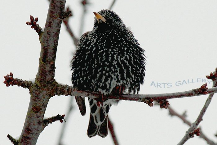 Star (Sturnus vulgaris) am 12. März 2013 um 14:30 Uhr
