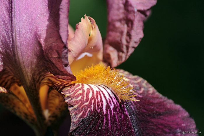 Schwertlilie (Iris germanica) am 5. Mai 2014 um 12:35 Uhr