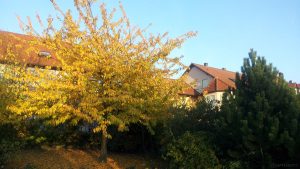 Goldener Oktober - aufgenommen am 26. Oktober 2015 um 16:21 Uhr