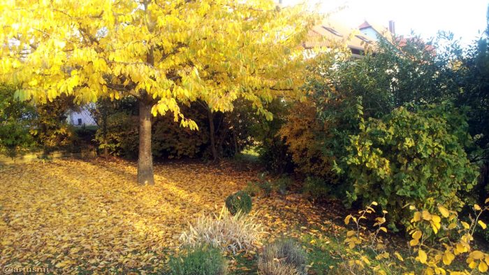 Unser Garten im Herbst - 26. Oktober 2015 um 16:21 Uhr