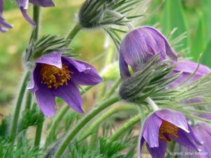 Blüten der Gewöhnlichen Kuhschelle (Pulsatilla vulgaris) am 12. April 2005 um 14:43 Uhr