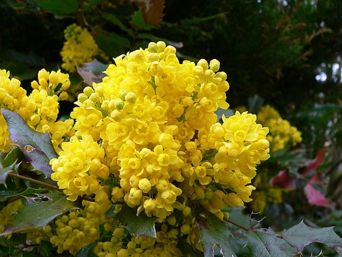 Blüten der Gewöhnlichen Mahonie (Mahonia aquifolium) am 17. April 2005 um 15:05 Uhr