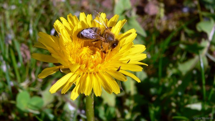Honigbiene auf Blüte des Gewöhnlichen Löwenzahns (Taraxacum sect. Ruderalia) - 28. April 2005 um 17:10 Uhr