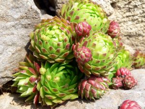 Dach-Hauswurz (Sempervivum tectorum) am 30. April 2005