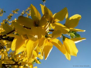 Blüten der Forsythie (Forsythia) am 23. April 2006 um 15:39 Uhr