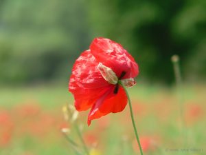 Blüte des Klatschmohns (Papaver rhoeas) am 10. Juni 2006 um 12:22 Uhr