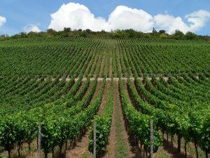 Weinberge bei Eibelstadt im Lkr. Würzburg am 6. Juli 2006 um 14:52 Uhr