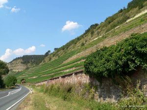 Weinberge am Kallmuth bei Homburg im Lkr. Main-Spessart am 25. Juli 2006 um 15:50 Uhr