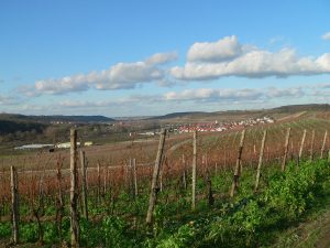 Weinberge bei Sommerhausen im Lkr. Würzburg am 14. Januar 2007 um 14:05 Uhr