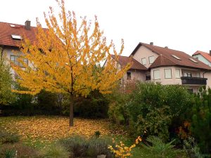 Unser Garten am 15. Oktober 2008 um 12:25 Uhr