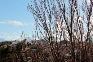 Japanische Säulenkirsche (Prunus serrulata 'Amanogawa') am 7. Dezember 2011 um 14:25 Uhr
