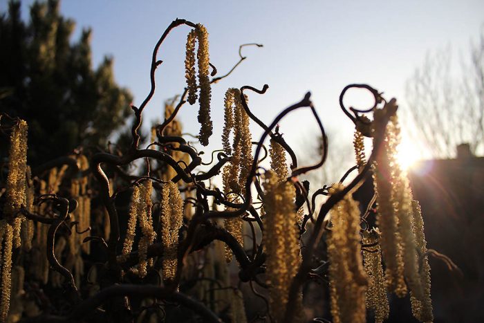 Blüten der Korkenzieherhasel (Corylus avelana 'CONTORTA') am 16. März 2012 um 17:22 Uhr