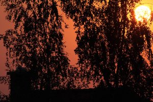 Sonnenuntergang hinter Birken (Betula) am 26. Juli 2012 um 20:39 Uhr