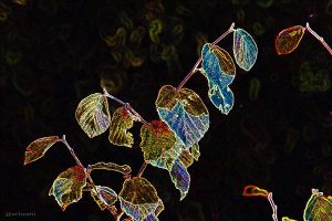 Herbstlaub der Chinesischen Zaubernuss (Hamamelis mollis) am 14. Oktober 2014 um 15:58 Uhr