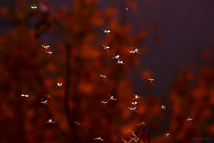 Insektenschwarm am 23. November 2014 um 15:49 Uhr