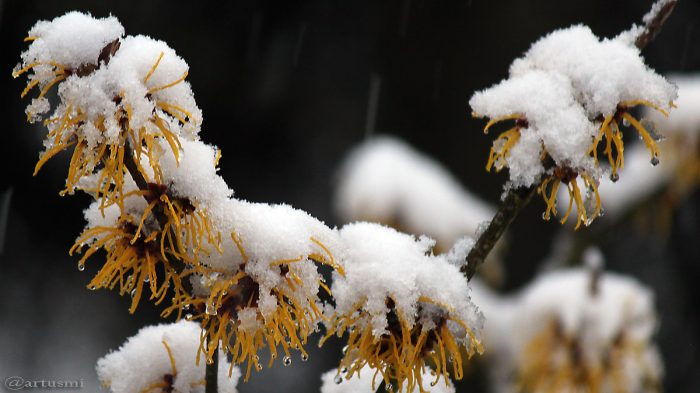 Schnee auf den Blüten der Chinesischen Zaubernuss (Hamamelis mollis) am 23. Februar 2016