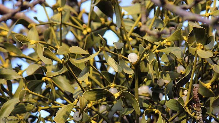 Blätter, Beeren und Blüten der Weißbeerigen Mistel auf Apfelbaum - 8. März 2016 um 17:00 Uhr
