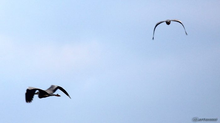 Graureiher oder Fischreiher (Ardea cinerea) am 8. März 2016 um 17:08 Uhr