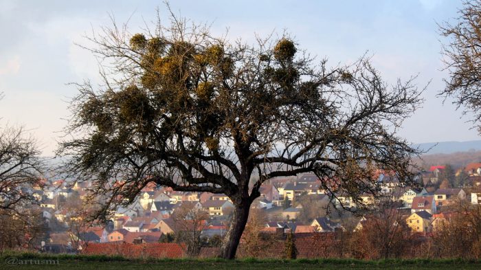 Misteln auf Apfelbaum - 8. März 2016 um 17:23 Uhr