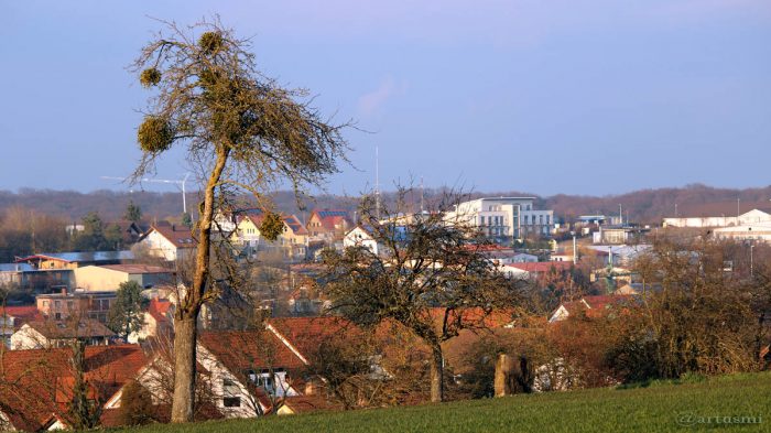 Misteln auf Apfelbaum - 8. März 2016 um 17:25 Uhr