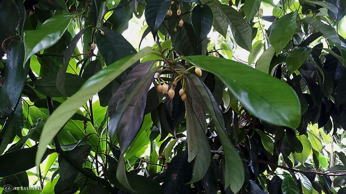 Blüten der Vanille (Vanilla planifolia) - 19. April 2016 um 16:04 Uhr