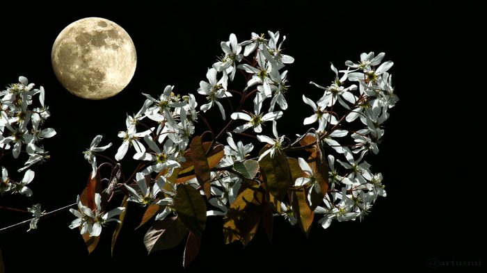 Mond und Blüten der Kupfer-Felsenbirne am 20. April 2016