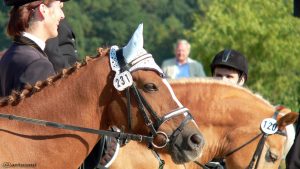 Spring- und Reitturnier am 28. September 2008 in Eisingen