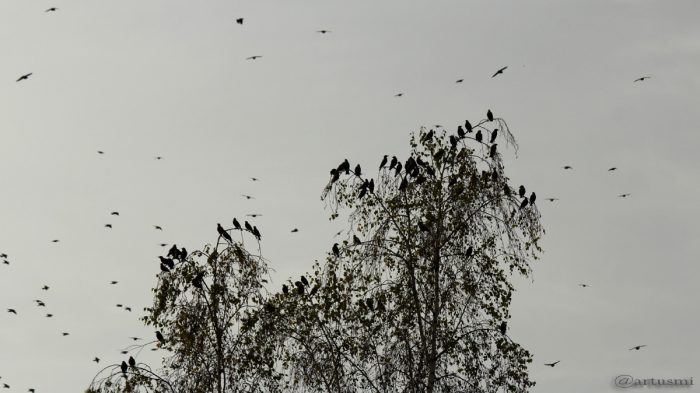 Stare im Flug und auf Birke - 14. Oktober 2016, 16:33 Uhr