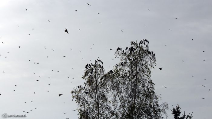 Stare im Flug und auf Birke - 14. Oktober 2016, 16:33 Uhr