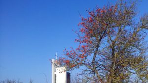 Turm der Philippuskirche mit Hagebuttenbaum am 22. Januar 2017, 13:02 Uhr