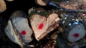 Baumstamm in Herzform - gesehen am 11. Februar 2017 um 15:30 Uhr