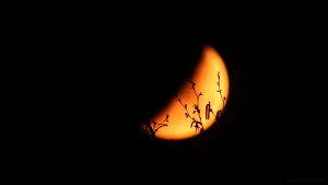 Abnehmender Mond hinter Birkenzweigen - 3. April 2017, 01:40 Uhr