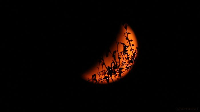 Abnehmender Mond hinter Birkenzweigen - 3. April 2017, 01:40 Uhr
