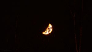 Abnehmender Mond hinter Birkenzweigen - 3. April 2017, 01:41 Uhr