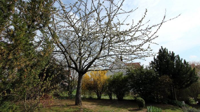 Beginn der Kirschblüte - 4. April 2017, 15:35 Uhr