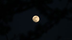 Der fast volle Mond am 9. April 2017 um 20:12 Uhr