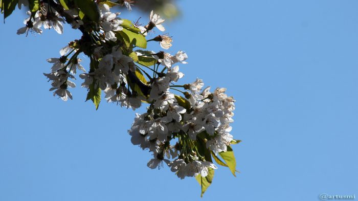 Kirschblüten nach Frostnacht - 20. April 2017, 14:58 Uhr