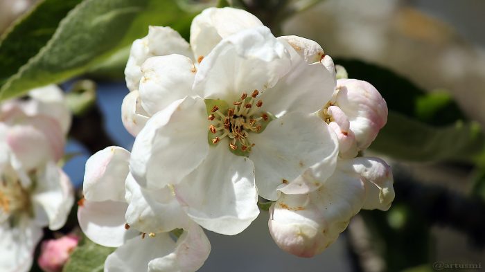 Apfelblüten nach Frostnacht - 20. April 2017, 15:24 Uhr