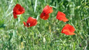 Klatschmohn am Panoramaweg