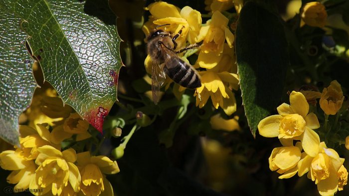 Westliche Honigbiene (Apis mellifera)