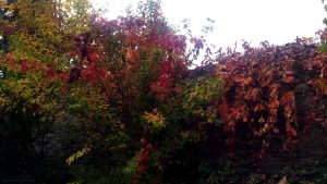 Herbstlaub am 20. Oktober 2017 um 15:00 Uhr