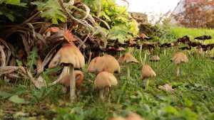 Pilze in unserem Garten am 26. Oktober 2017 um 14:05 Uhr