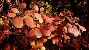 Herbstlaub des Roten Perückenstrauchs (Cotinus coggygria 'Royal Purple') am 1. November 2017 um 15:06 Uhr