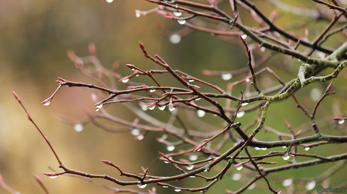 Regentropfen an Zweigen der Kupferfelsenbirne am 5. November 2017 um 13:26 Uhr