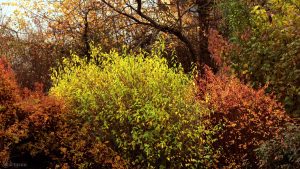 Herbstfarben in unserem Garten am 11. November 2017 um 10:17 Uhr