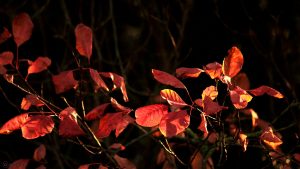 Herbstlaub des Roten Perückenstrauchs (Cotinus coggygria 'Royal Purple') am 22. November 2017 um 08:53 Uhr